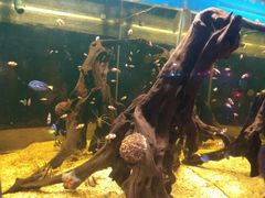 -烟台海昌鲸鲨海洋公园