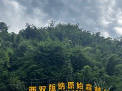 -西双版纳原始森林公园