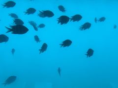 -亚龙湾海底世界