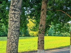 -长白岛森林公园