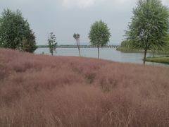 -南湖湿地公园