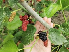 -宁波浙东大竹海景区