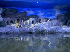 -暹罗海洋世界