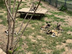 -大连森林动物园