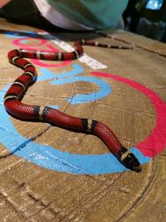 点击看大图 -酷嗒动物文化乐园(cutezoo西溪乐天城店)