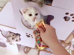 -喵的天空名猫咖啡馆·撸猫·猫舍·用品