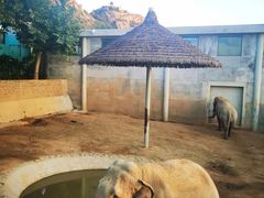 -西霞口神雕山野生动物世界