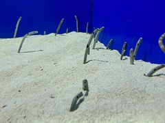 -上海海洋水族馆