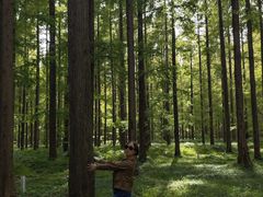 -黄海国家森林公园