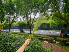 -重庆彩云湖湿地公园