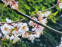 -林坑古村落
