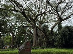 -瑞丽独树成林风景区