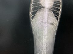 -美联众合动物医院(·中兽医·疑难杂症·严家桥分院)