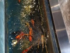 -洞庭家宴·头牌甲鱼(广渠门店)