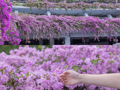 -深圳市中科院仙湖植物园