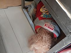 -春苗炸鸡
