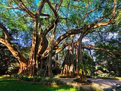 -瑞丽独树成林风景区