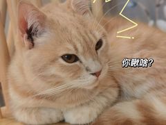 -楼上猫咖(罗湖店)