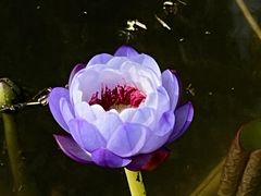 -中国科学院华南植物园
