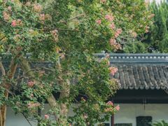 -苏州文庙(姑苏区)