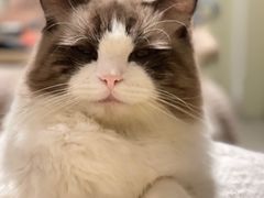 -创凡宠物医院·骨专科  猫科中心(西乡分院)