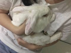 -北京观赏动物医院·24小时大型综合·猫专科·异宠专科