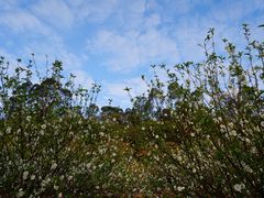 -南国桃园旅游度假区