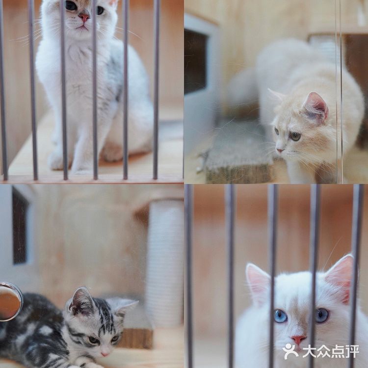 怎么从国外猫舍买猫呢