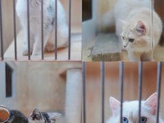 -山宅一喵德文卷毛猫舍