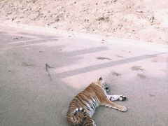 -大连森林动物园