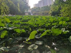 -莲湖公园