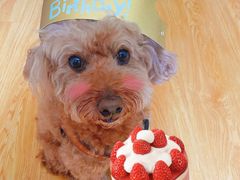 -勒甜LO CHO·私人订制低糖代糖纯动物奶油生日蛋糕(新开路店)