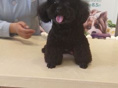 -我爱吾宠宠物美容院(朝阳路店)