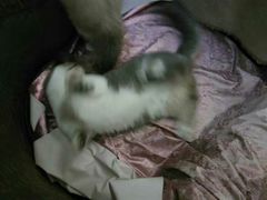 -猫色咖啡·猫咖