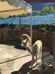 -萌宠亲子动物乐园(槐房万达店)