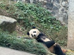 -都江堰中华大熊猫苑