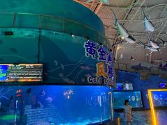 -烟台海昌鲸鲨海洋公园