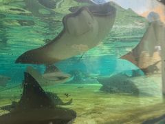 -新加坡水上探险乐园