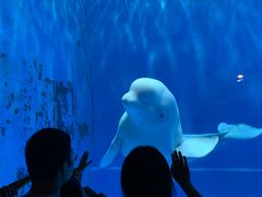 -芜湖新华联大白鲸海洋公园