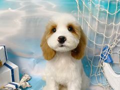 -BABIT巴比特宠物(MOMOPARK店)