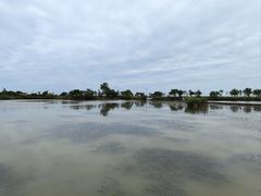 -盐城丹顶鹤湿地生态旅游区