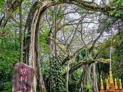 -独树成林