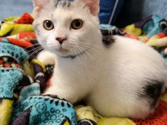-lincat·猫舍(广州店)