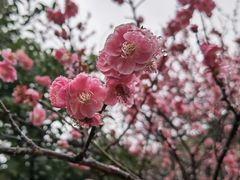 -杭州植物园