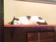 -猫咪博物馆(顶澳仔猫街店)