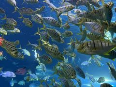 -太平洋海底世界