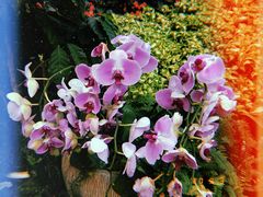 -花之城