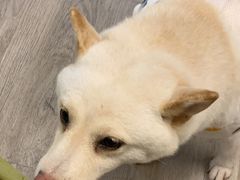 -柴迷FANS CLUB·柴犬狗咖·猫咖