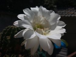 -凡碧诗毛孔收细