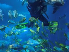 -太平洋海底世界